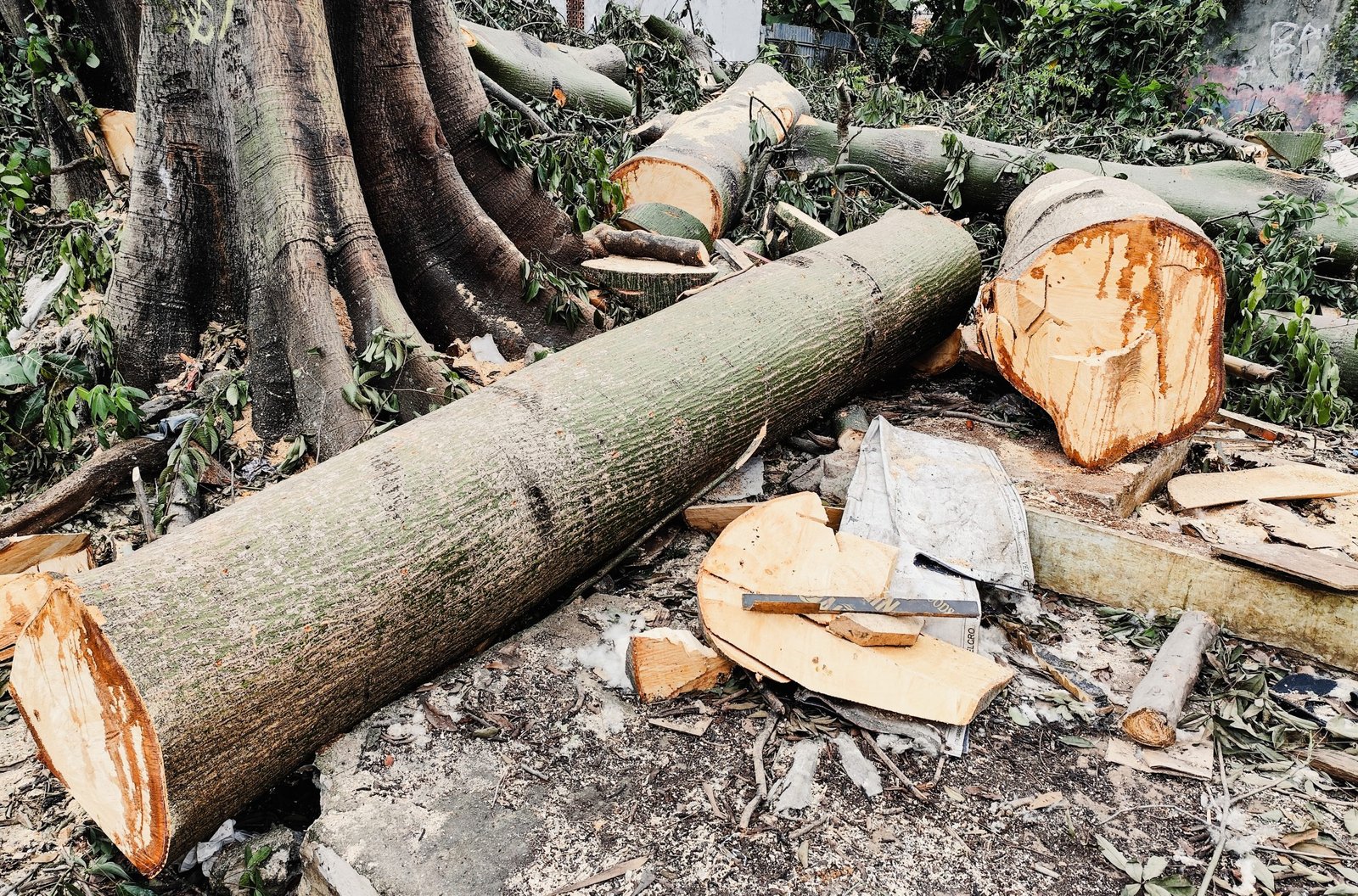 Large,Tree,Logs,Freshly,Cut,,Surrounded,By,Branches,And,Leaves,
